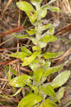 Pineland goldenaster